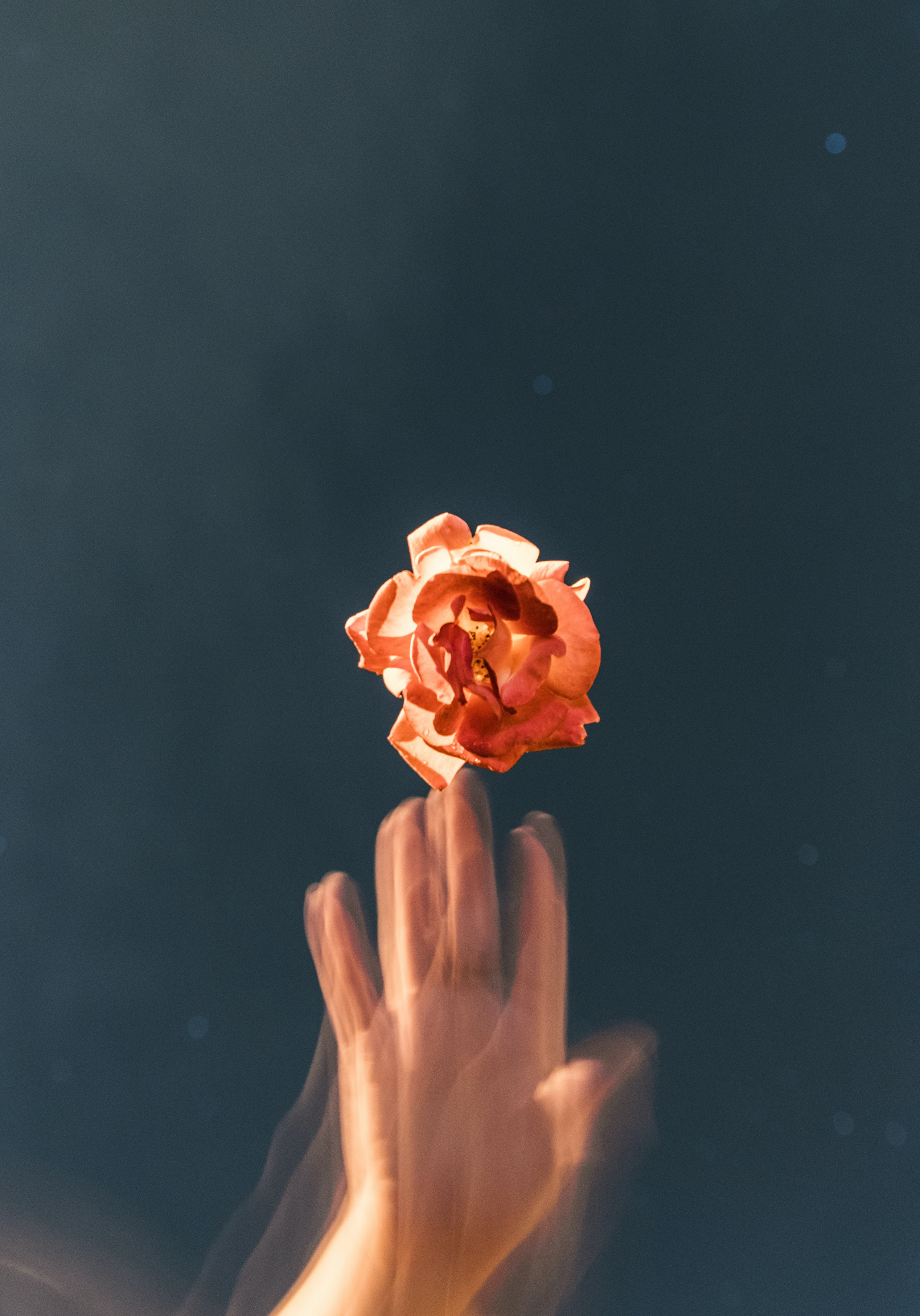 Link to the gloriosa project page. Depicts a hand reaching out towards an orange-petaled flower.